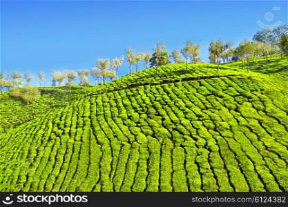 Tea plantation in Munnar, India