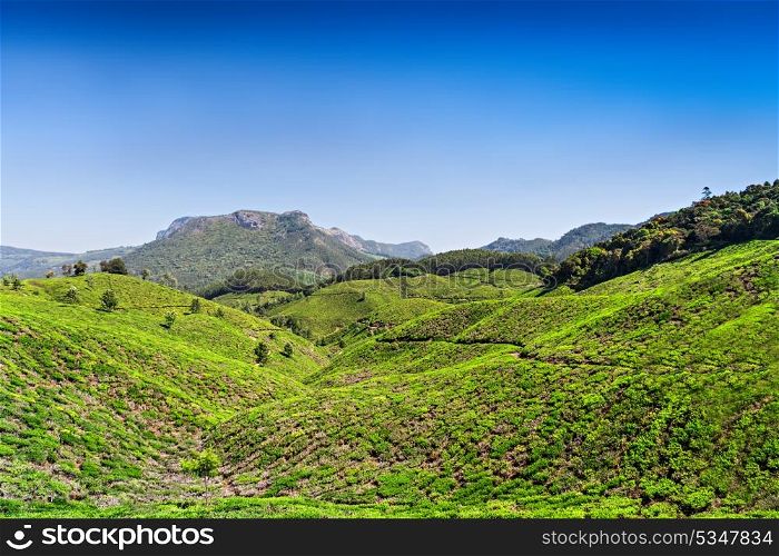 Tea plantation in Munnar, Kerala state, India