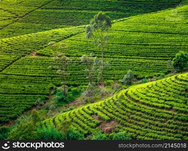 Tea plantation in Sri Lanka. Beautiful landscape. Tea plantation