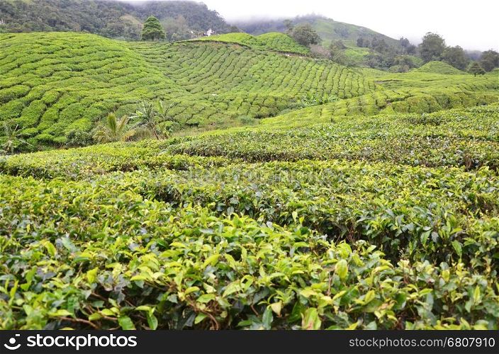 Tea Plantation in the Cameron Highlands, Malaysia