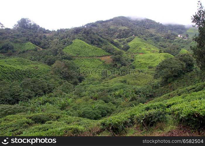 Tea plantation in the morning, Cameron Highlands in Malaysia