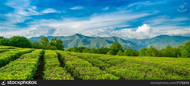 Tea plantation in the mountains of Sochi