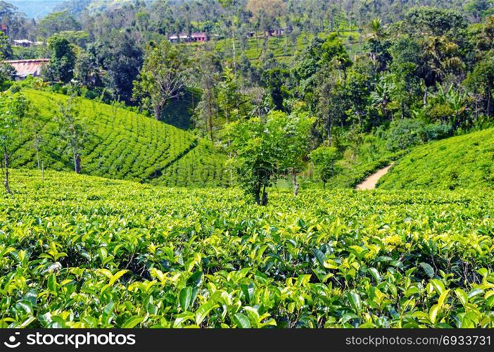 Tea plantation in up country near Nuwara Eliya, Sri Lanka. Shallow depth of field. Focus on the foreground.