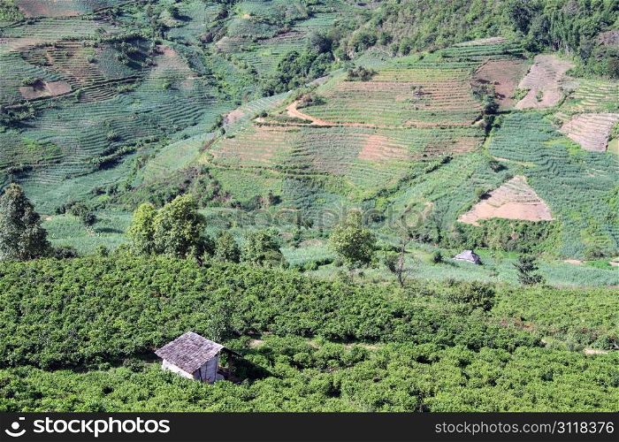 Tea plantation in Yunnan, China