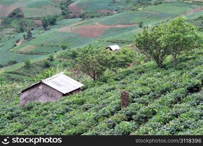 Tea plantation in Yunnan, China