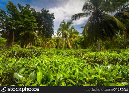 Tea plantation landscape in Sri Lanka. Tea plantation