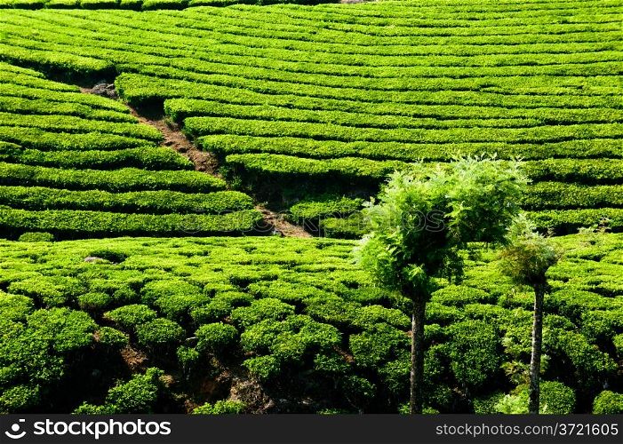 Tea plantation landscape. Munnar, Kerala, India. Nature background