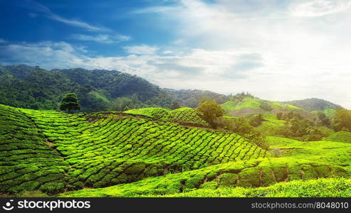 Tea plantation landscape under sunset sky. Cameron highlands, Malaysia