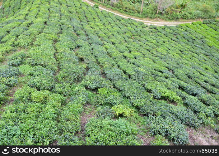 Tea plantation located in Cameron Highlands, Malaysia