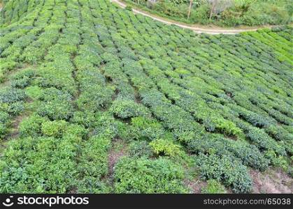 Tea plantation located in Cameron Highlands, Malaysia