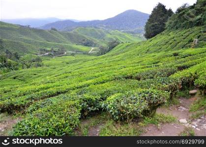 Tea plantation located in Cameron Highlands, Malaysia