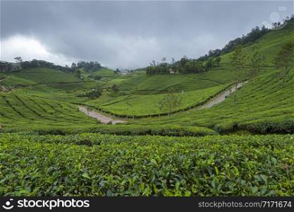 Tea Plantation, Munnar, Kerala, India