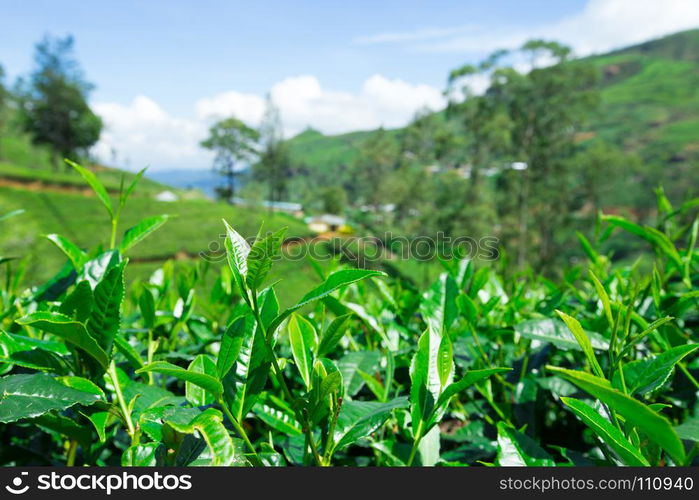 Tea plantation . Nature background