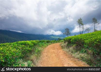 Tea plantation . Nature background