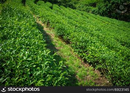 Tea plantation. Nature background