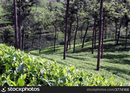 Tea plantation near Nuwara Eliya, Sri Lanka