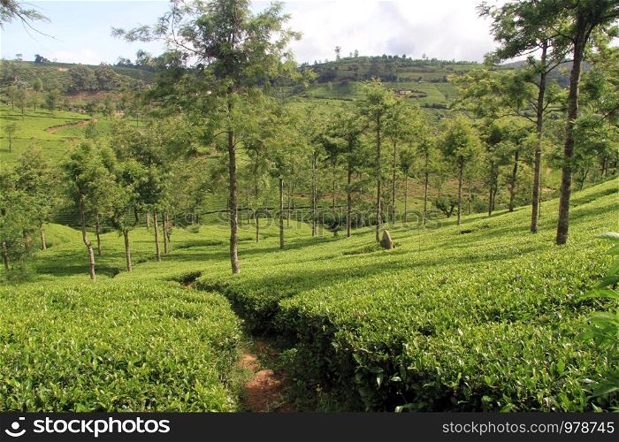 Tea plantation near Nuwara Eliya, Sri Lanka