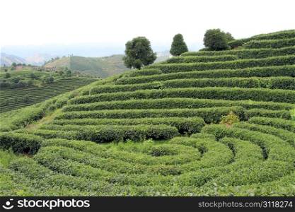 Tea plantation near Yanshuo, China