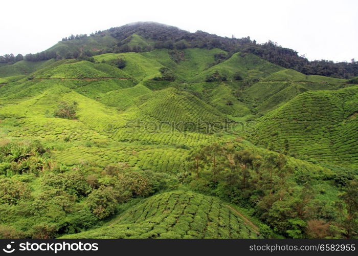 Tea plantation oin Cameron Highlands, Malaysia