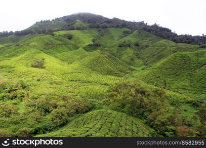 Tea plantation oin Cameron Highlands, Malaysia