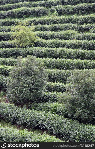 Tea plantation on the hill, China