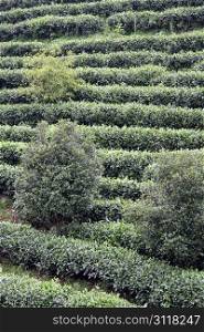 Tea plantation on the hill, China