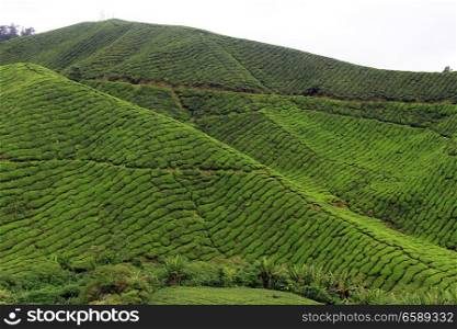 Tea plantation on the hill, Malaysia