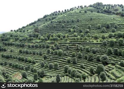 Tea plantation on the hill near Yanshuo, China