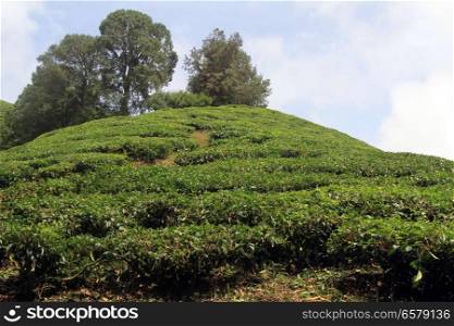 Tea plantation on the hill with trees, Malaysia