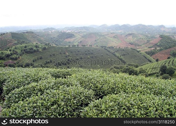 Tea plantation on the hills near Yanshuo, China