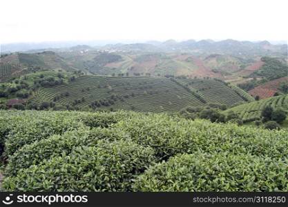Tea plantation on the hills near Yanshuo, China