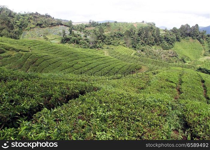 Tea plantation on the slope in Cameron Highlands, Malaysia