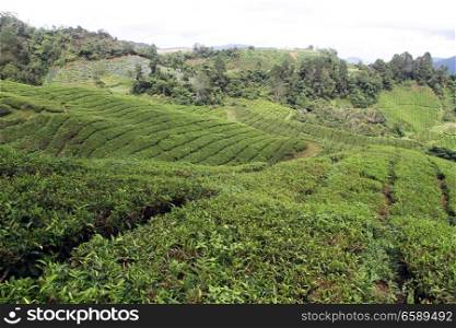Tea plantation on the slope in Cameron Highlands, Malaysia