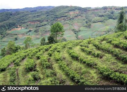 Tea plantation on the slope in Yunnan, China