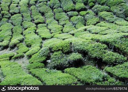 Tea plantation on the slope, Malaysia