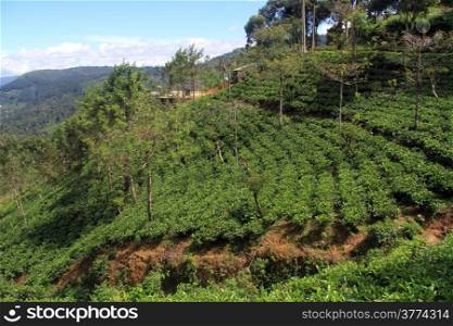 Tea plantation on the slope near Haputale, Sri Lanka