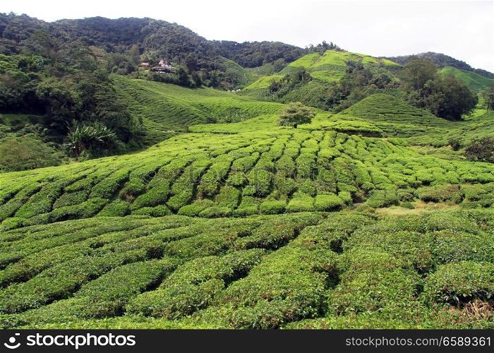 Tea plantation on the slope of hill, Malaysia