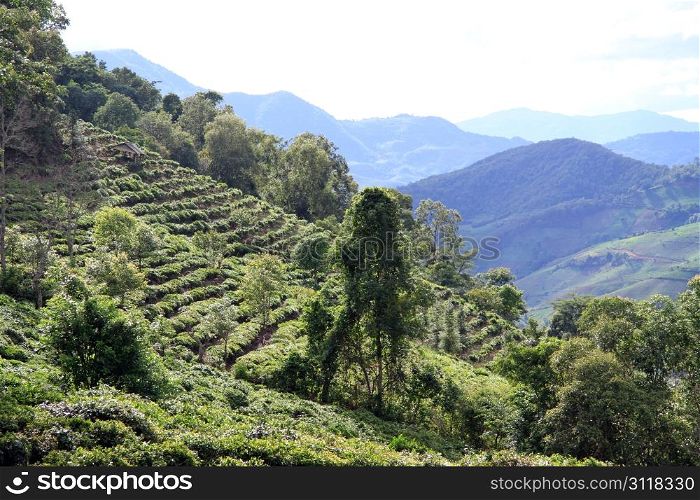 Tea plantation on the slope of mount in Yunnan, China