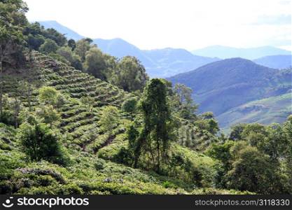 Tea plantation on the slope of mount in Yunnan, China