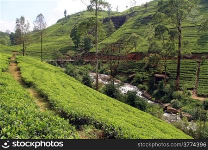 Tea plantation with river near Nuwara Eliya, Sri Lanka