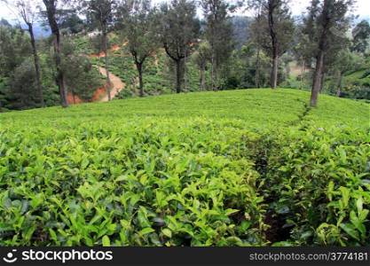 Tea plantation with trees near Haputale, Sri Lanka