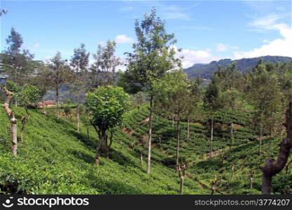 Tea plantation with trees near Haputale, Sri Lanka