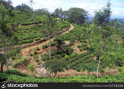 Tea plantation with trees near Haputale, Sri Lanka