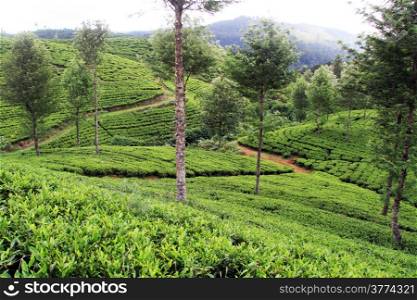 Tea plantation with trees near Nuwara Eliya, Sri Lanka