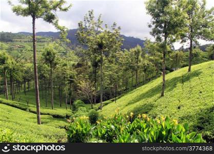 Tea plantation with trees near Nuwara Eliya, Sri Lanka