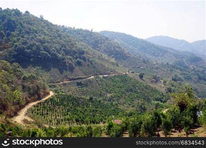 Tea plantations along the mountain trail in Myanmar