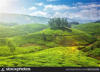 Tea plantations in Munnar, Kerala, India. With lens flare and light leak.. Tea plantations in Kerala, India