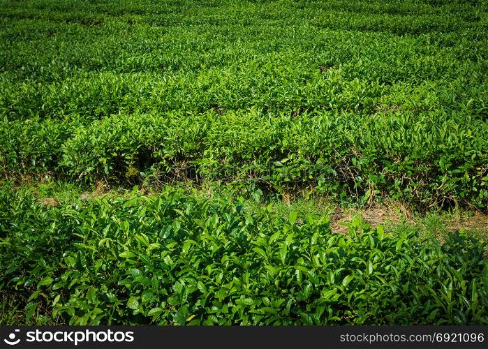 tea plantations in Sochi, Russia