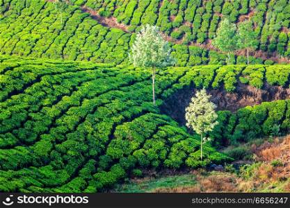 Tea plantations in the morning. Kerala, India. Green tea plantations