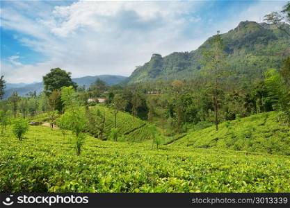 Tea plantations in the picturesque mountains and blue sky.